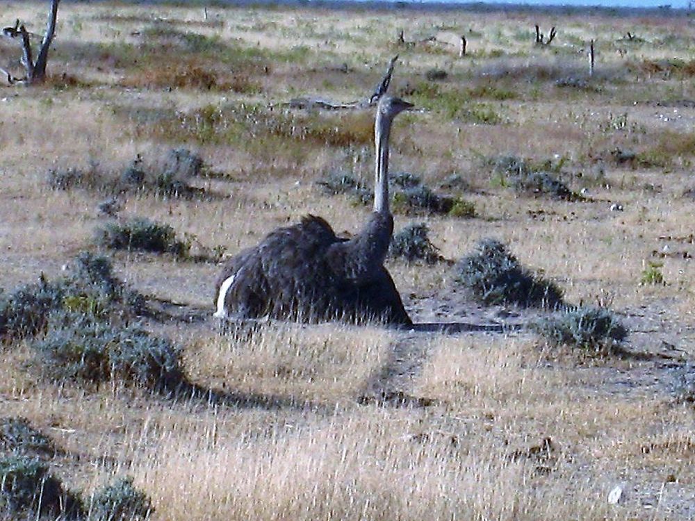 Re: Namibie Juin 2018 - Un Voyage Fabuleux  (Début)   - Iznogoed