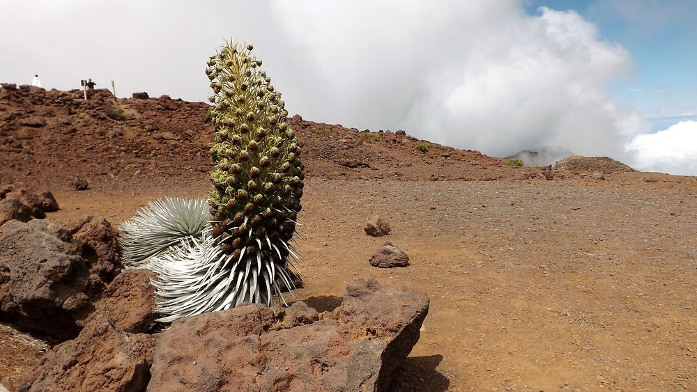 Sommet du volcan - FredericR