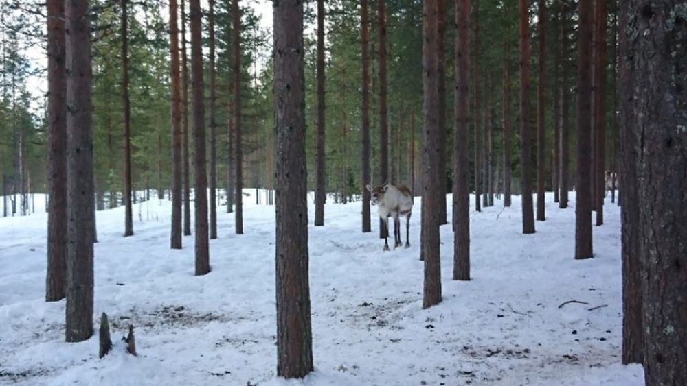 Voyage multi-activités en Laponie finlandaise chez l'habitant - Joh et Max