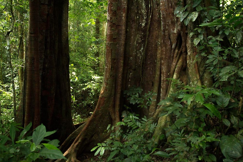 Re: Bon plan guide jungle trek Sumatra (Ketambe) : Gunung Leuser NP (Jhony Jungle Trek) - Eileame