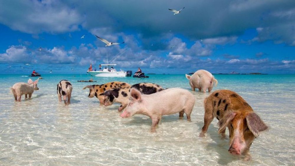 Aller de Miami à l'île EXUMA (Bahamas) Ile au cochon - mi69
