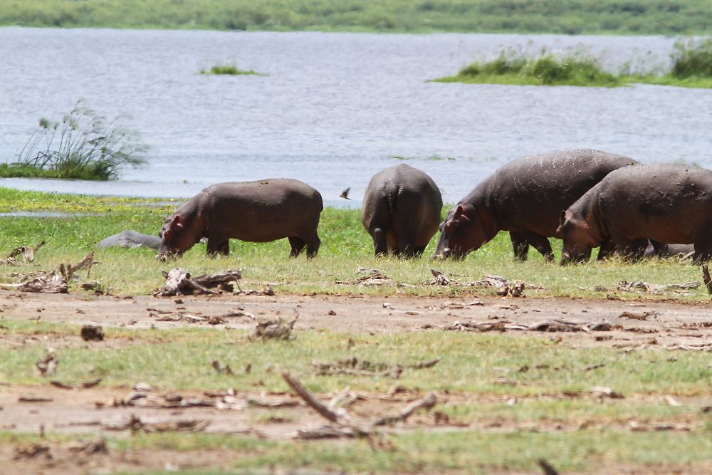 De retour du Kenya (février 2020), 14 jours en compagnie de WALTZ Tour Safaris - nadnan2b