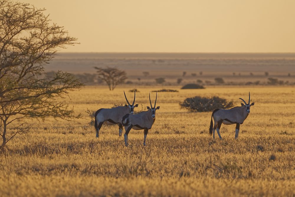 Re: Retour rapide d'un voyage magnifique en Namibie - Botswana (Chobe) - Chutes Victoria - fifi27