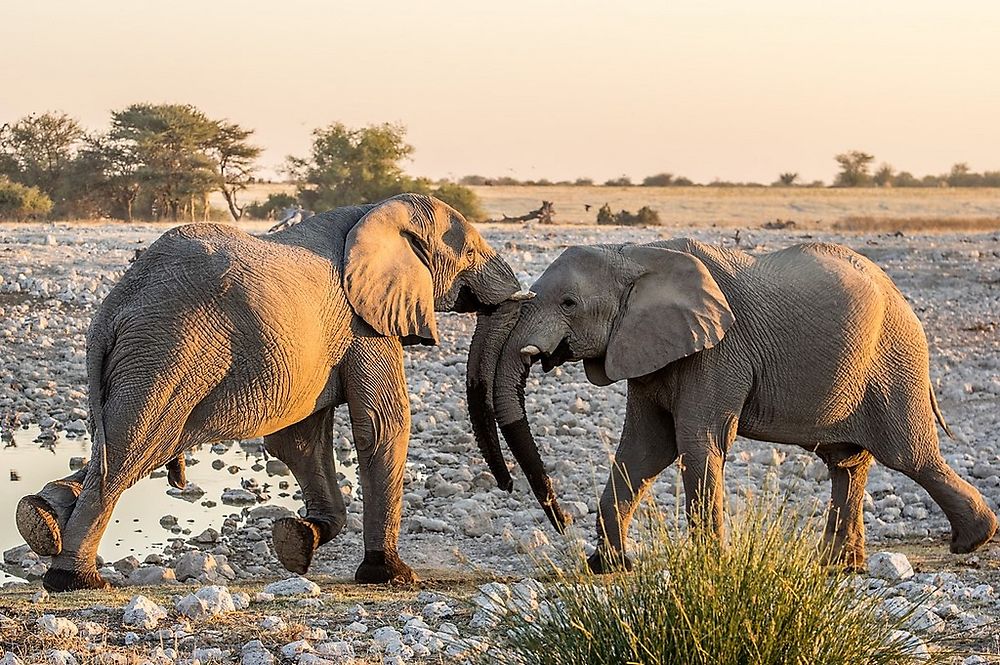 Re: Namibie Juin 2018 - Un Voyage Fabuleux  (Début)   - Iznogoed