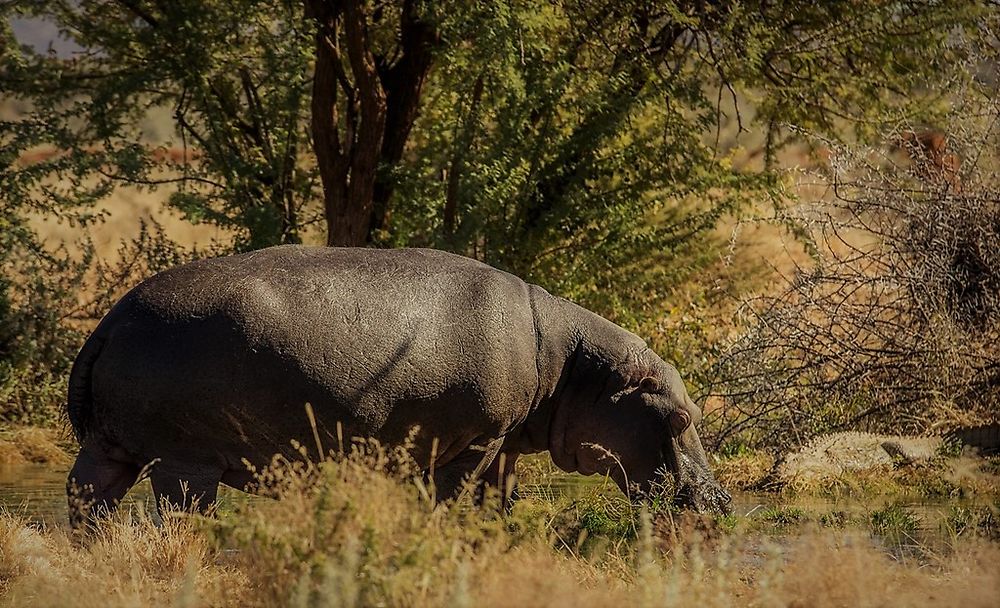 Re: Namibie Juin 2018 - Un Voyage Fabuleux ( suite & fin) - Iznogoed