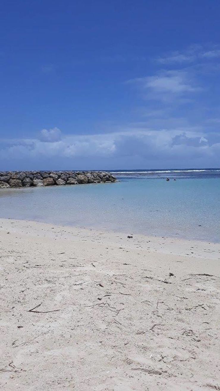 Sargasses Guadeloupe Photos Prises Vendredi 4 Mai 2018 Port