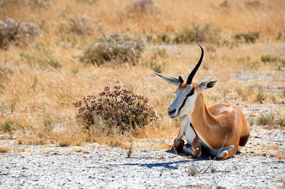 Re: Namibie Juin 2018 - Un Voyage Fabuleux  (Début)   - Iznogoed