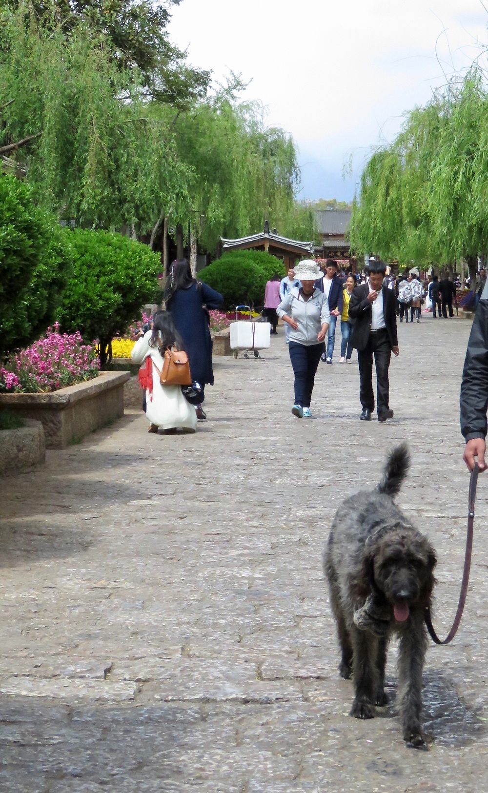 Le triangle Naxi : Lijiang (suite). - PATOUTAILLE