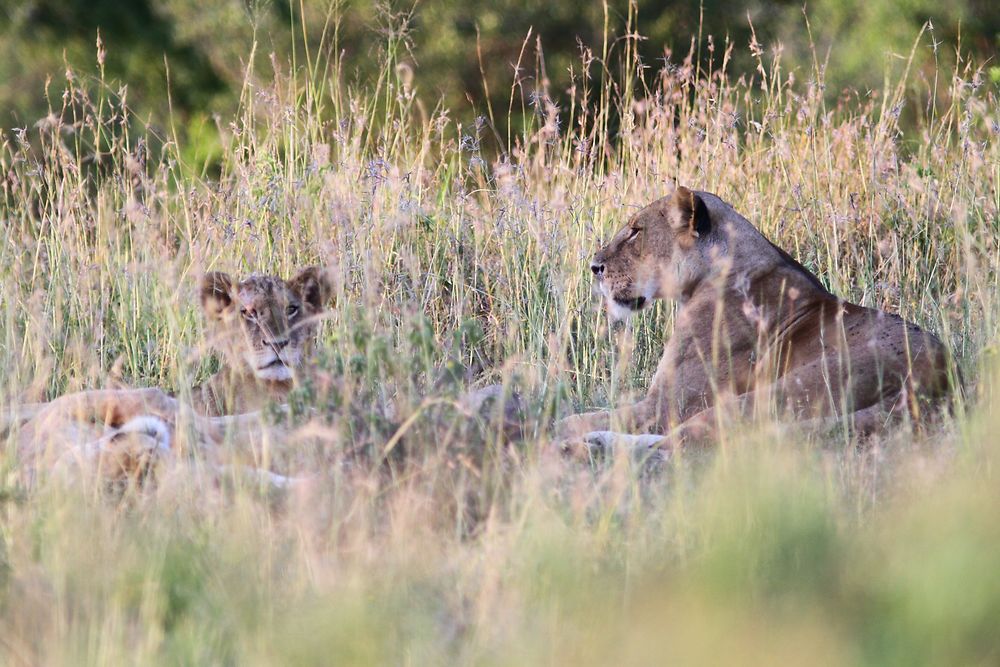 De retour du Kenya (février 2020), 14 jours en compagnie de WALTZ Tour Safaris - nadnan2b