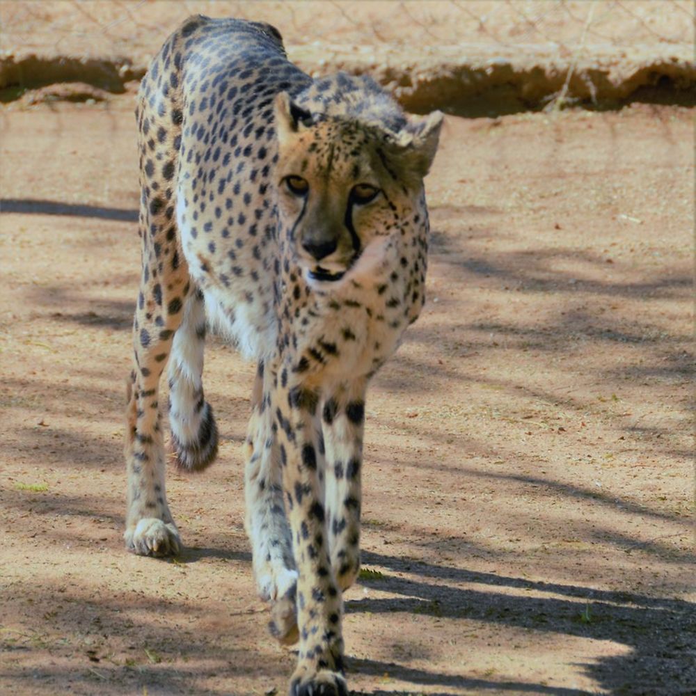 Namibie Juin 2018 - Un Voyage Fabuleux ( suite) - Iznogoed