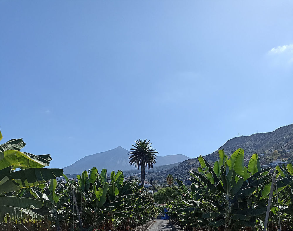 Re: visite bananeraie à la Orotava - France (Tenerife)