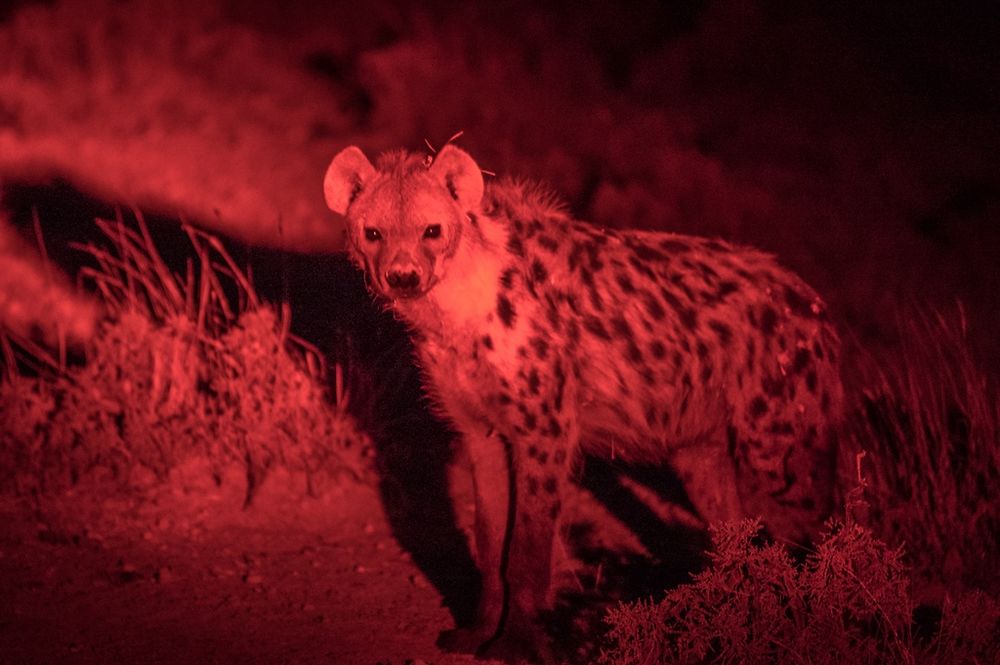 Re: Namibie Juin 2018 - Un Voyage Fabuleux  (Début)   - Iznogoed