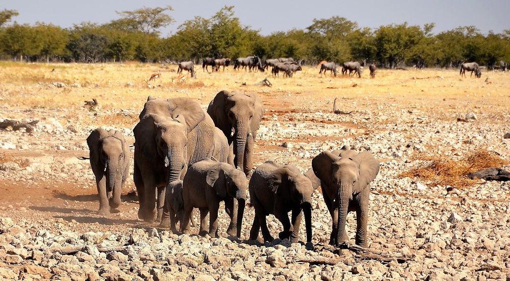 Re: Namibie Juin 2018 - Un Voyage Fabuleux  (Début)   - Iznogoed