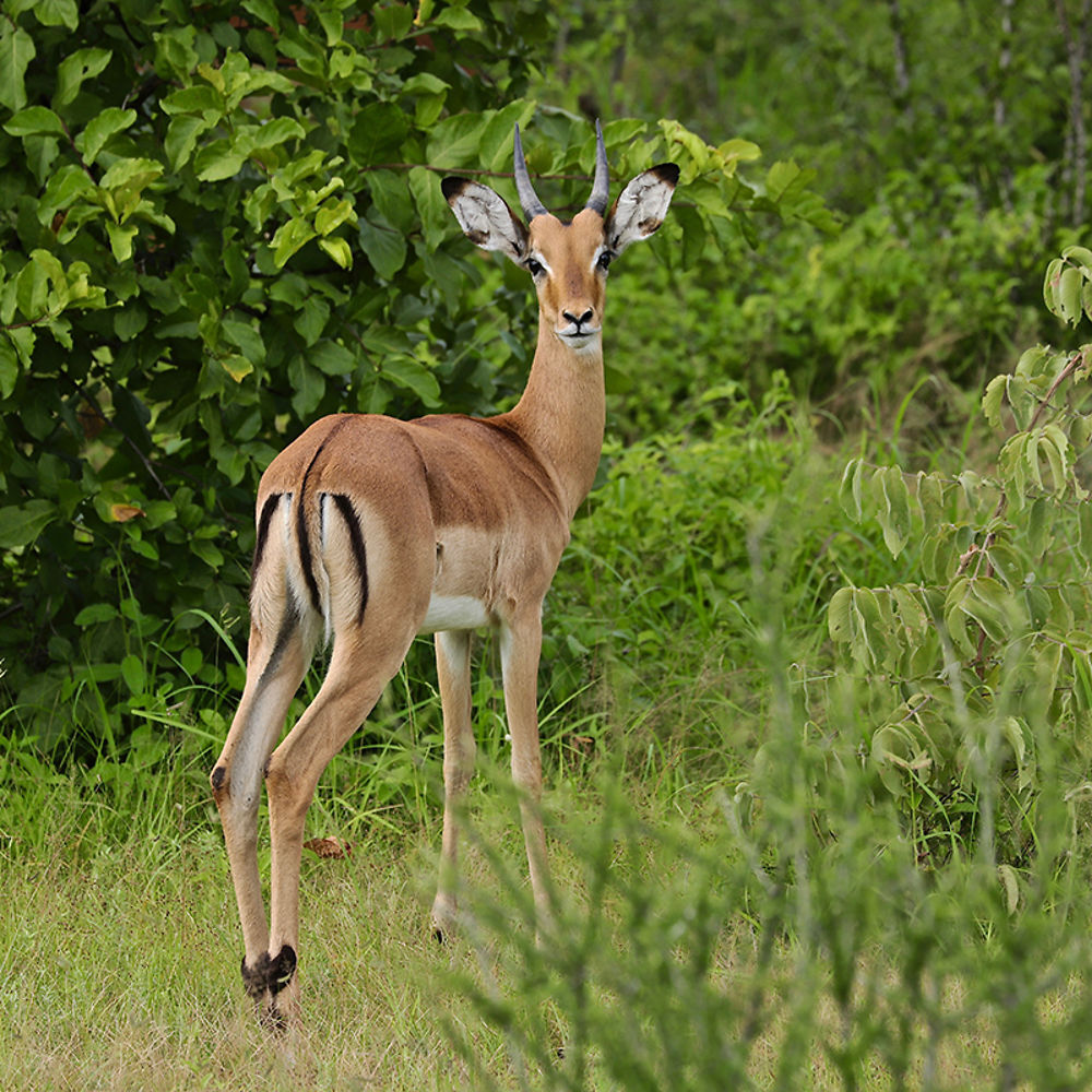 Re: Séjour Safari à SELOUS & RUAHA dans le sud de la Tanzanie (Février 2020) - puma