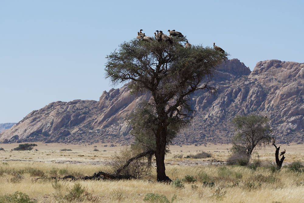Re: Retour rapide d'un voyage magnifique en Namibie - Botswana (Chobe) - Chutes Victoria - fifi27