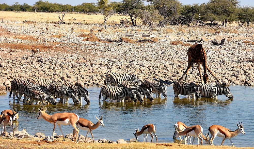 Re: Namibie Juin 2018 - Un Voyage Fabuleux  (Début)   - Iznogoed