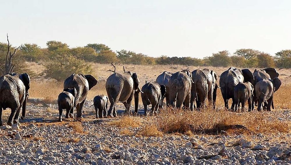 Re: Namibie Juin 2018 - Un Voyage Fabuleux  (Début)   - Iznogoed