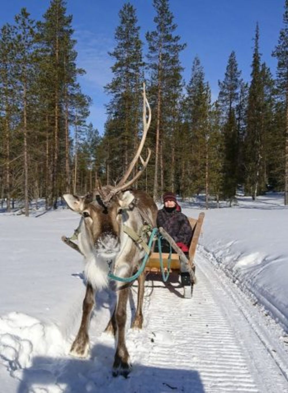 Voyage multi-activités en Laponie finlandaise chez l'habitant - Joh et Max