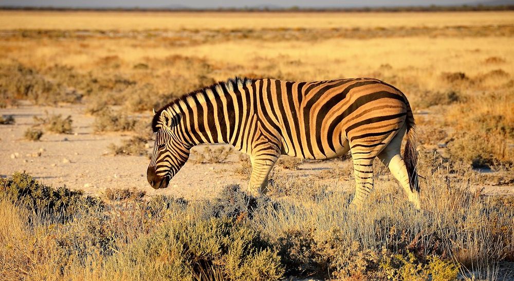 Namibie Juin 2018 - Un Voyage Fabuleux ( suite) - Iznogoed